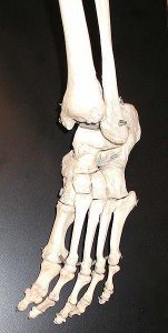 302px Foot bones