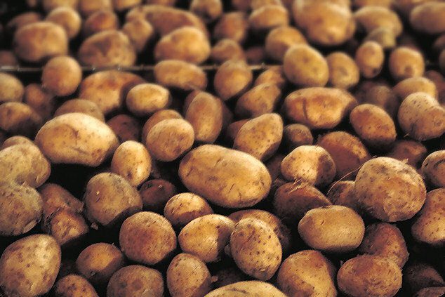 Amflora – eine Super-Kartoffel setzt sich durch