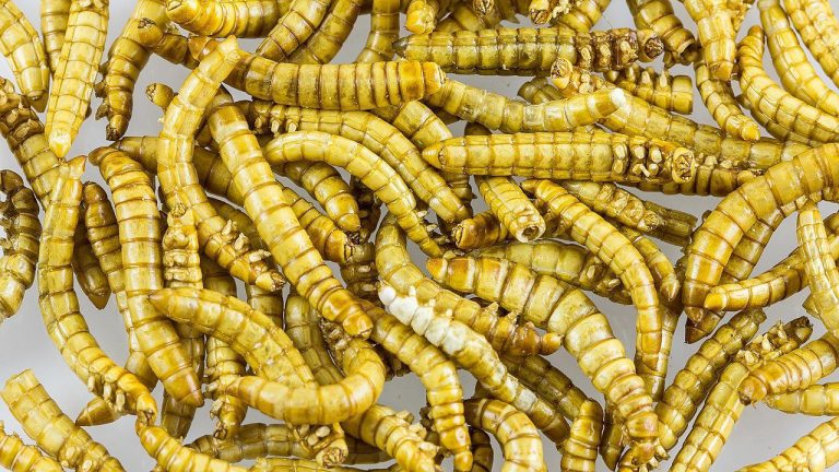 Studie: Richtige Werbung lässt Deutsche Insekten essen