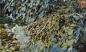 Makroalgen werden als Speisealgen in Nordeuropa wild und in Zuchtanlagen kultiviert