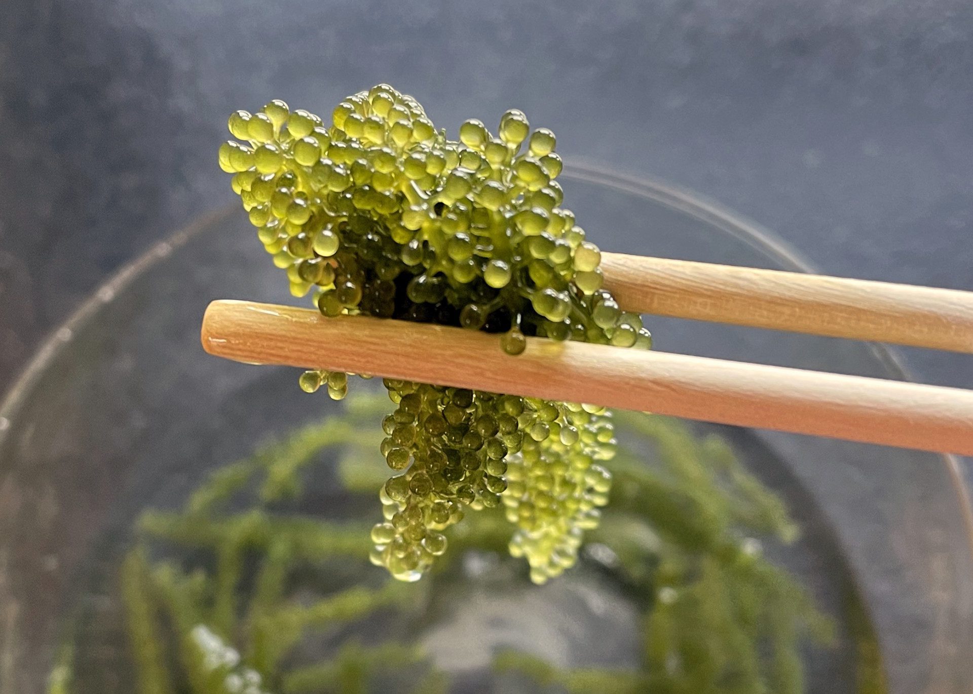 Umibudo-Algen oder Sea Grapes von Ess-Stäbchen gehalten